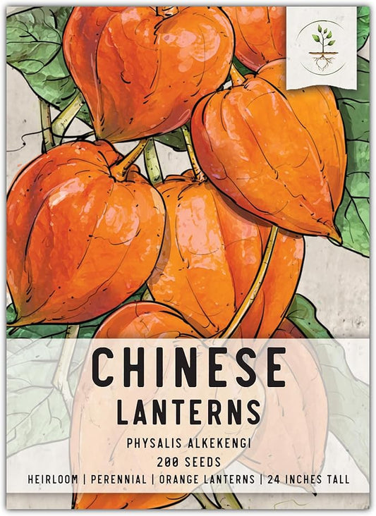 Seed Needs, Chinese Lantern Seeds - 200 Heirloom Seeds for Planting Physalis Alkekengi - Orange Ornamental Pods, Perfect for Pots & Containers (1 Pack)