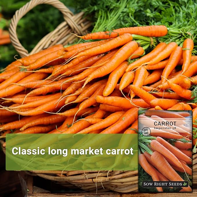 Sow Right Seeds - Imperator 58 Carrot Seed for Planting - Non-GMO Heirloom Packet with Instructions to Plant a Home Vegetable Garden - Indoors or Outdoors - Long Variety, Super Sweet (3)