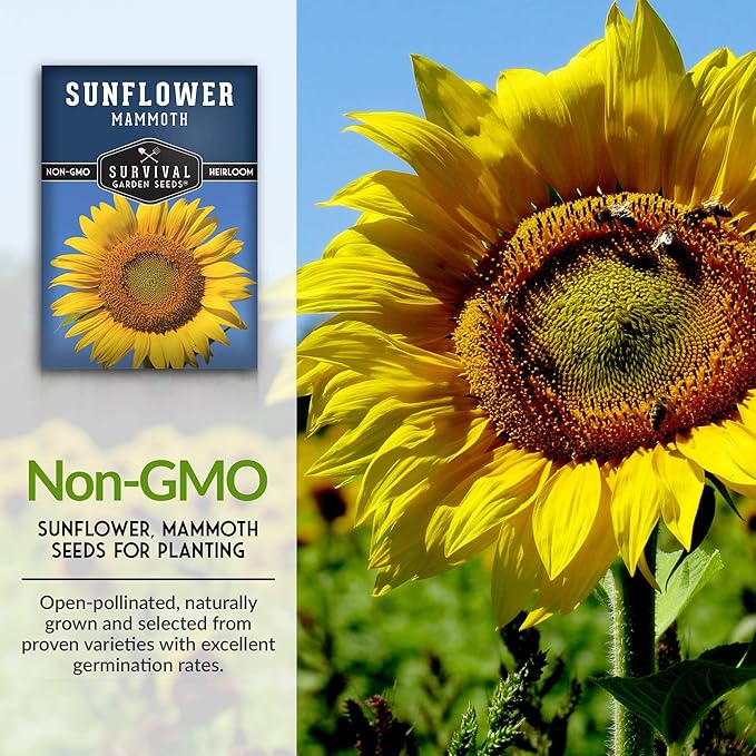 Survival Garden Seeds - Mammoth Sunflower Seed for Planting - 5 Packs with Instructions to Plant and Grow Enormous Colorful Flowers in Your Home Flower or Vegetable Garden - Non-GMO Heirloom Variety