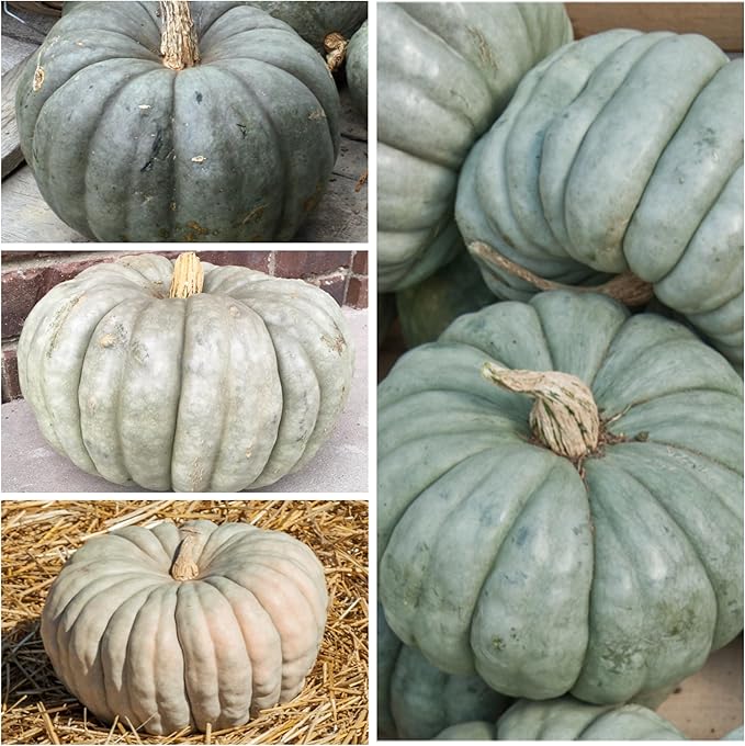 Seed Needs, Specialty Pumpkin Seed Packet Collection (4 Individual Varieties of Pumpkin Seeds for Planting) Fairytale, Blue Jarrahdale, Lumina White & Jack O Lantern