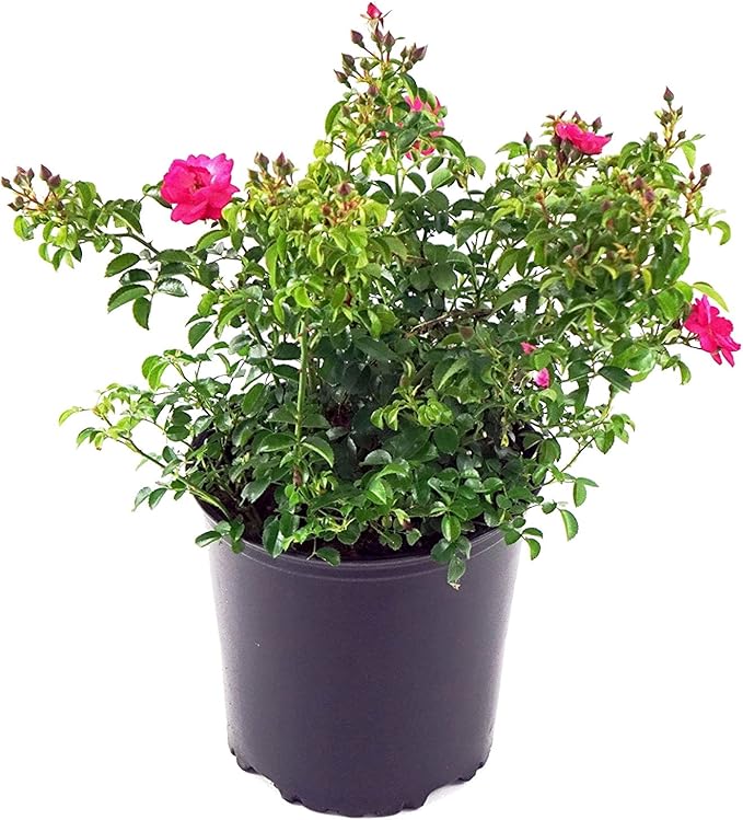 Green Promise Farms Rosa Carpet Supreme` (Ground Cover) Rose, 2 Size Container, pink flower