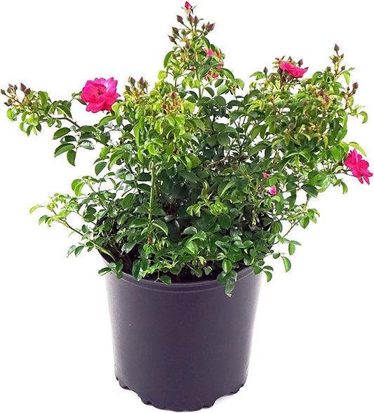 Green Promise Farms Rosa Carpet Supreme` (Ground Cover) Rose, 2 Size Container, pink flower