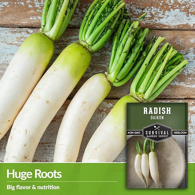 Survival Garden Seeds - Daikon Radish Seed for Planting - 5 Packs with Instructions to Plant and Grow Japanese Radish Vegetables in Your Home Vegetable Garden - Non-GMO Heirloom Variety
