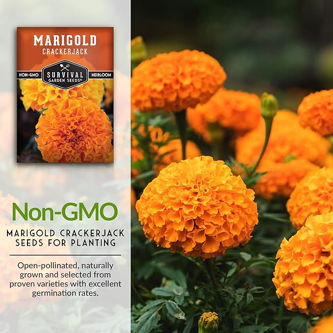 Survival Garden Seeds - Crackerjack Marigold Seed for Planting - 1 Packet with Instructions to Plant & Grow in Your Home Vegetable Garden - Non-GMO Heirloom Variety