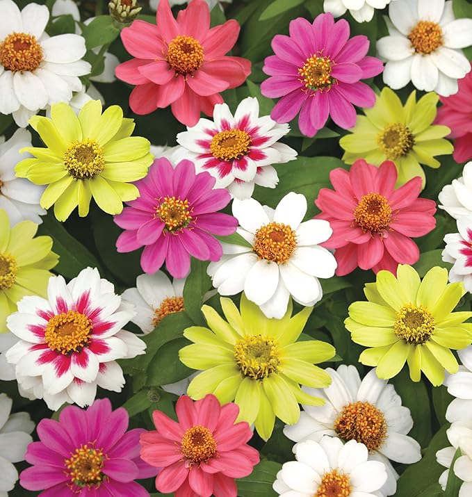 Burpee Raspberry Lemonade Mix Zinnia Seeds 25 seeds