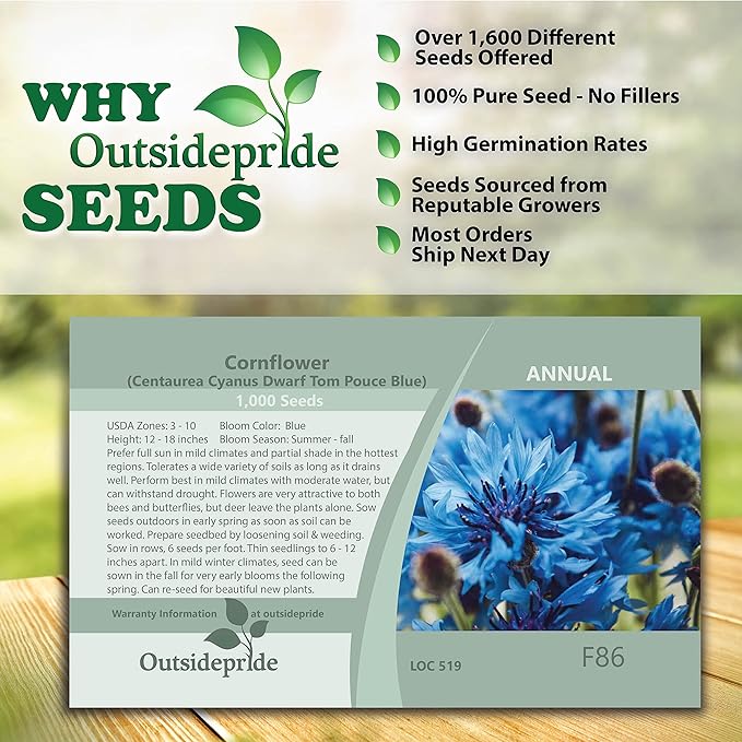 Outsidepride 2000 Seeds Blue Cornflower Bachelor's Button Dwarf Garden Flower Seeds for Planting