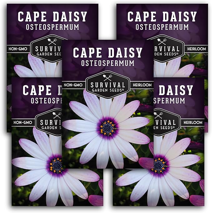 5 Packs Cape Daisy Seed for Planting - Packet with Instructions to Grow Beautiful White & Purple Osteospermum in Your Home Flower Garden - Non-GMO Heirloom Variety - Survival Garden Seeds