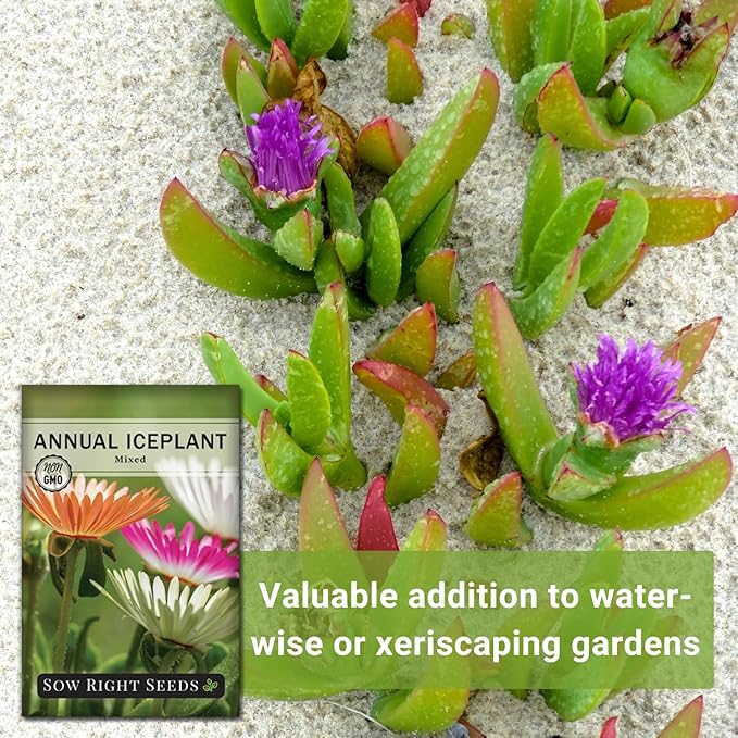 Sow Right Seeds - Ice Plant Flower Seeds for Planting - Non-Invasive Livingstone Daisy, Succulent Like Leaves - Beautiful Flowers to Plant in Your Garden - Non-GMO Heirloom Packet (1)