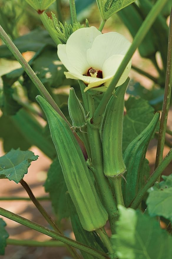 Burpee Clemson Spineless Okra Seeds 250 seeds