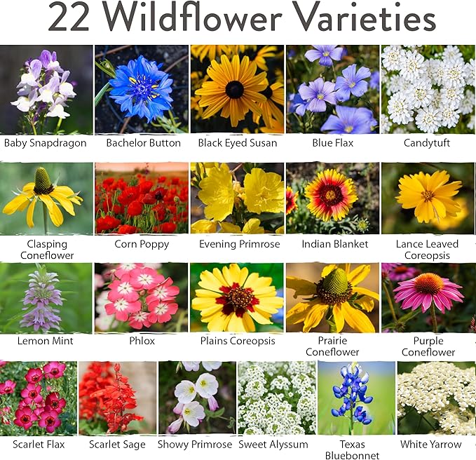 HOME GROWN 130,000+ Pure Wildflower Seeds - Premium Texas Flower Seeds [3 Oz] Perennial Garden Seeds for Birds & Butterflies - Wild Flowers Bulk Seeds Perennial: 22 Varieties Flower Seed for Planting