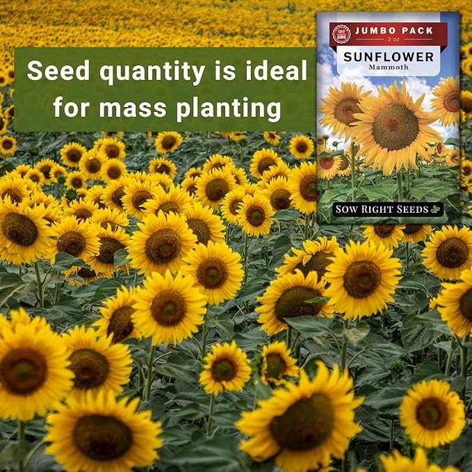 Sow Right Seeds - Mammoth Sunflower Seeds to Plant - 740 Seeds 2 Ounces - Grow Giant Sunflowers - Non-GMO Heirloom Bulk Jumbo Pack for Planting an Outdoor Garden - Abundant Harvest for Pollinators