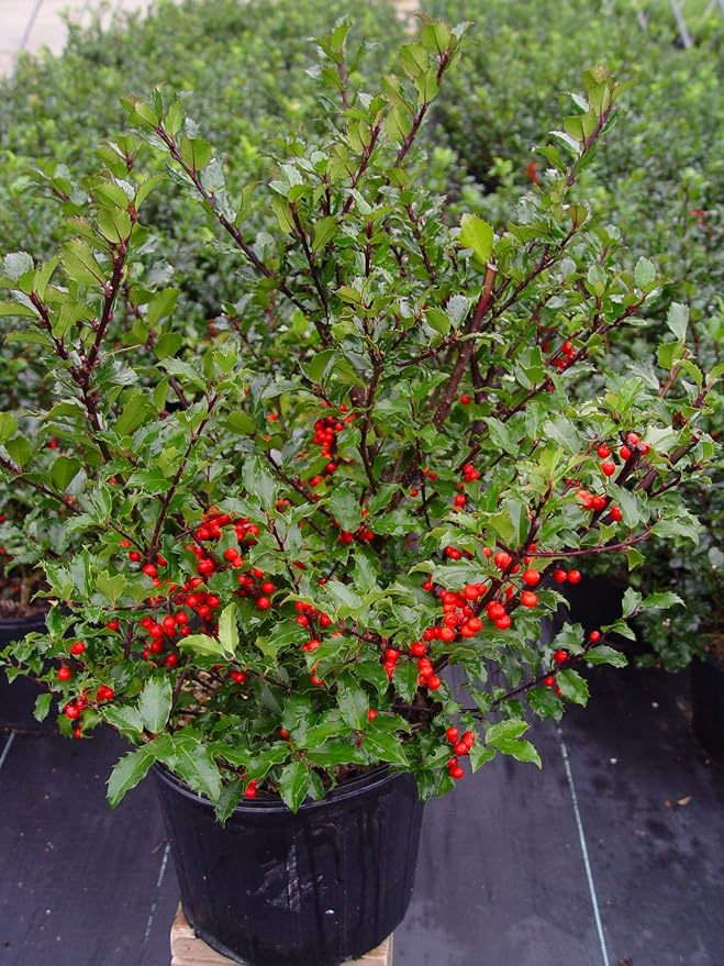 Ilex X meserveae 'Berryific' (Holly) Evergreen, Male & female in same pot, #3 - Size Container