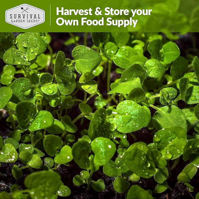 1 Pack Watercress Seed for Planting - Packet with Instructions to Grow Nasturtium officinale in Your Home Vegetable Garden - Non-GMO Heirloom Variety - Survival Garden Seeds