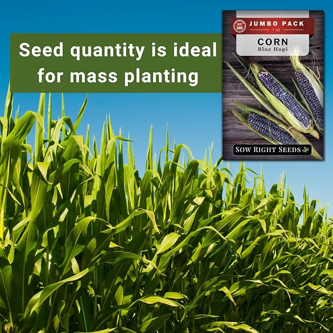 Sow Right Seeds - Bulk Blue Hopi Corn Seeds for Planting - 1 Ounce, 85 Seeds - Non-GMO Heirloom Jumbo Pack Grow an Outdoor Home Vegetable Garden - Grow Loads of Corn to Eat or Use as Ornamental