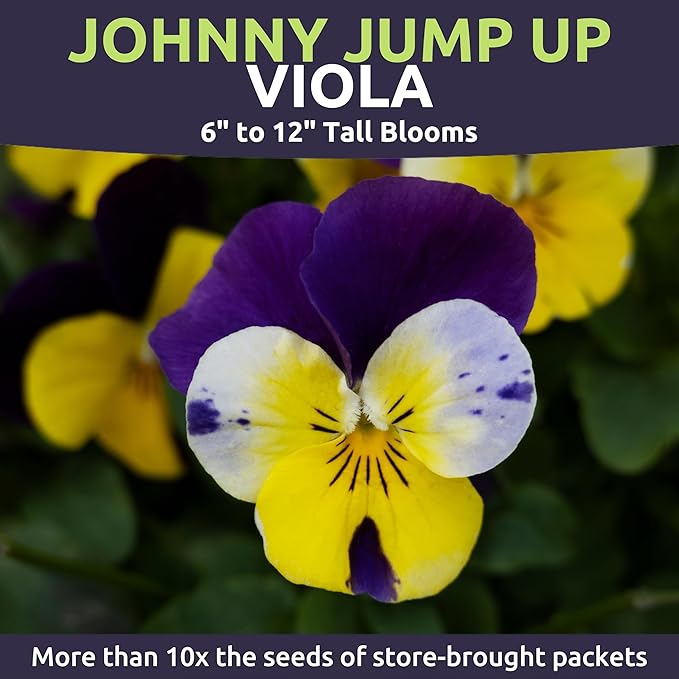 Viola - Johnny Jump-Up - Large 1/4 Ounce Packet - 10,000 Flower Seeds for Planting - Viola Tricolor