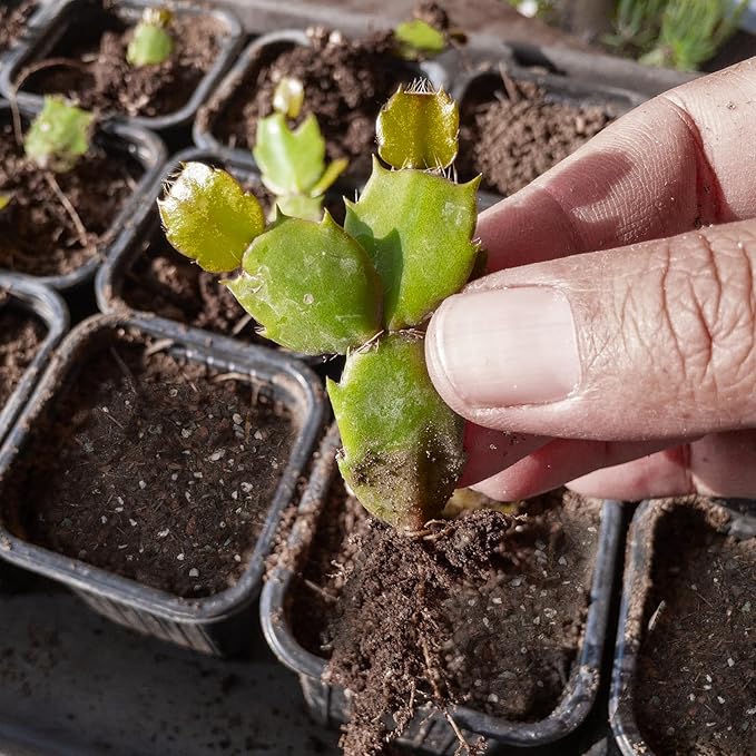 Christmas Cactus Potting Soil Mix 1qt, Ideal for Succulents, Christmas Cacti, and Other Indoor Potted Plantings