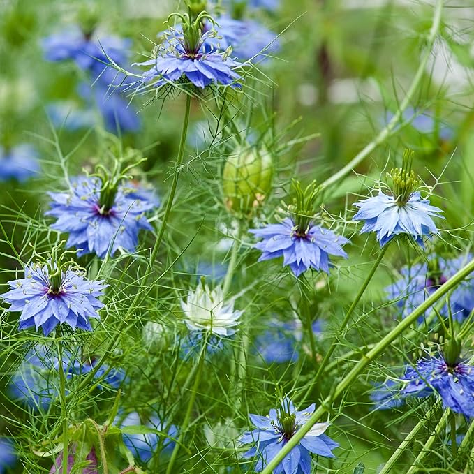 Outsidepride 2000 Seeds Annual Nigella Indigo Blue Love-in-a-Mist Flower Seeds for Planting