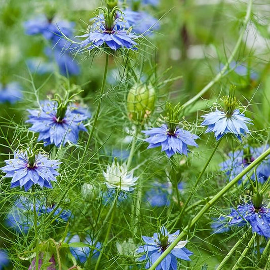 Outsidepride 2000 Seeds Annual Nigella Indigo Blue Love-in-a-Mist Flower Seeds for Planting