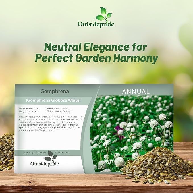 Outsidepride 2000 Seeds Annual White Gomphrena Globosa Flower Seed for Planting