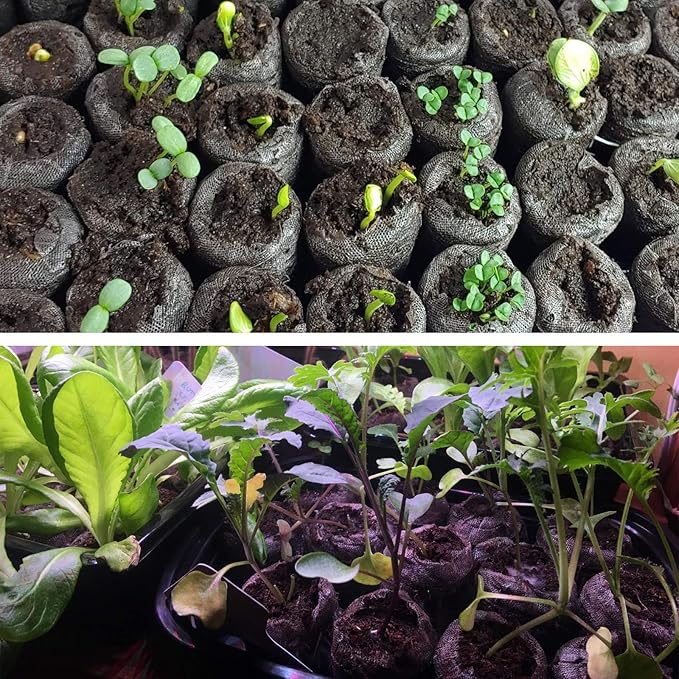 ZeeDix 30mm 50Pcs Compressed Peat Pellet Fiber Soil Plant Seed Starters - Nursery Plugs Pallet Seedling Soil Block for Grow Herbs Plant Flowers Vegetables(with Box)