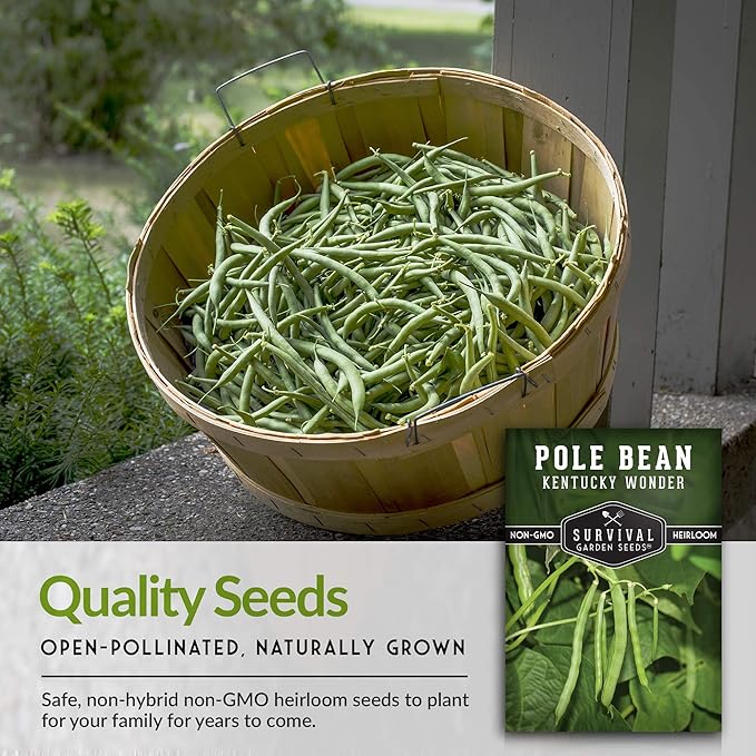 Survival Garden Seeds - Kentucky Wonder Pole Bean Seed for Planting - 1 Pack with Instructions to Plant and Grow Green Snap Beans in Your Home Vegetable Garden - Non-GMO Heirloom Variety
