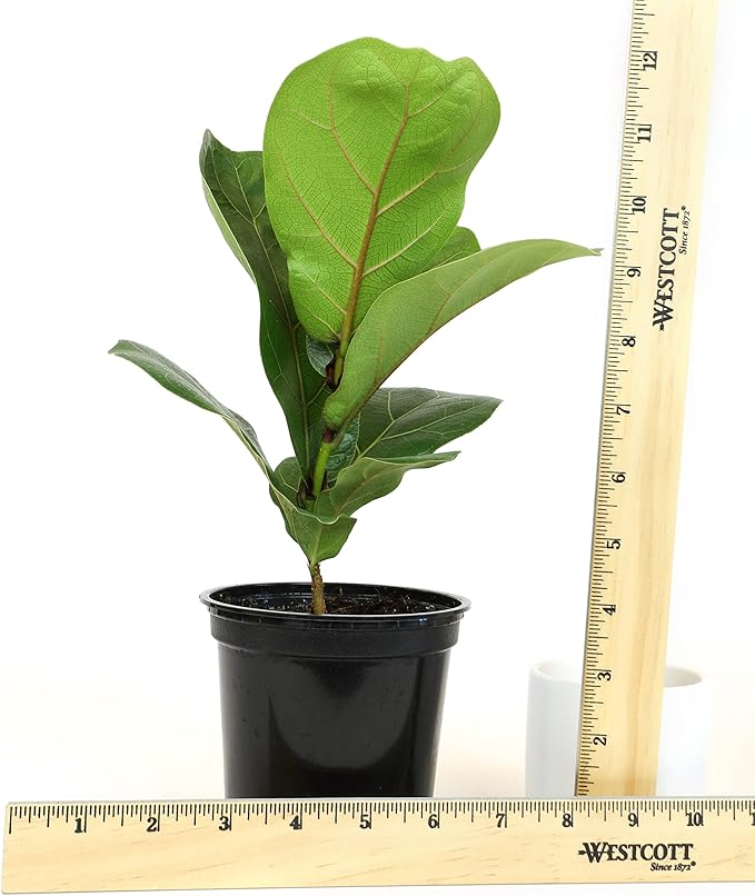 Plants for Pets Ficus Lyrata Fiddle Leaf Fig Plant, House Plants Indoors Live Ficus Tree Live Plant, Fig Trees Live Plants Indoor Plants Live Houseplants Fig Plants Live in Planter Pot in Soil Mix
