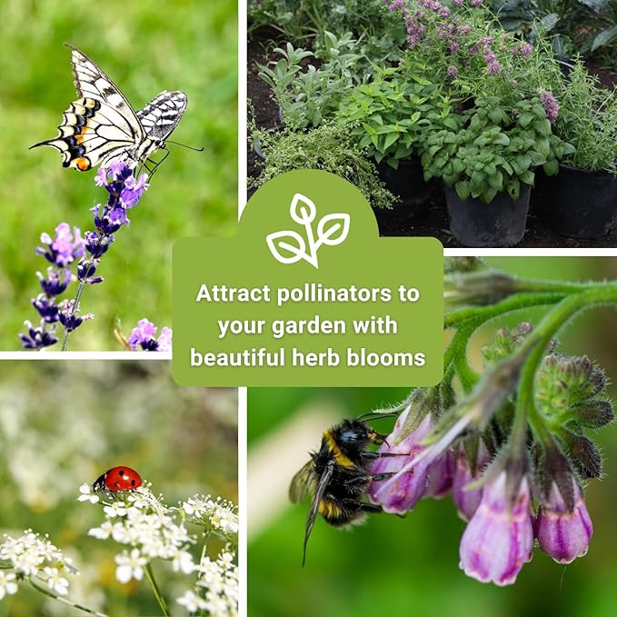 Sow Right Seeds - Large Medicinal Herb Seed Collection for Planting - Chamomile, Echinacea, Lavender, Mint, Lovage, Lemon Balm, & More - Non-GMO Heirloom for Home Remedies, Teas, Tinctures