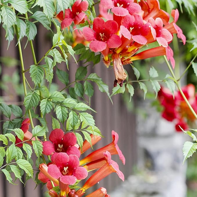 YEGAOL Garden 20Pcs Trumpet Vine Seeds Hummingbird Vine Campsis Radicans Non-GMO Fast-Growing Attract Pollinators Drought Tolerance Garden Plant Flower Seeds
