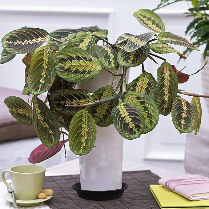 TITE Plant Saucer 14 inch,Heavy Large Planter Durable Thicker Plastic Plant Trays for Indoors and Outdoor,Plant Saucer Drip Trays,Black (14 inch, Black)