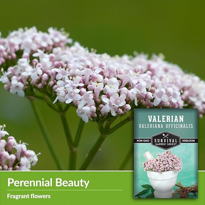 Valerian Seeds for Planting - 1 Packet with Instructions to Plant and Grow Medicinal Herb Valeriana Officinalis in Your Home Herb Garden - Non-GMO Heirloom Variety - Survival Garden Seeds