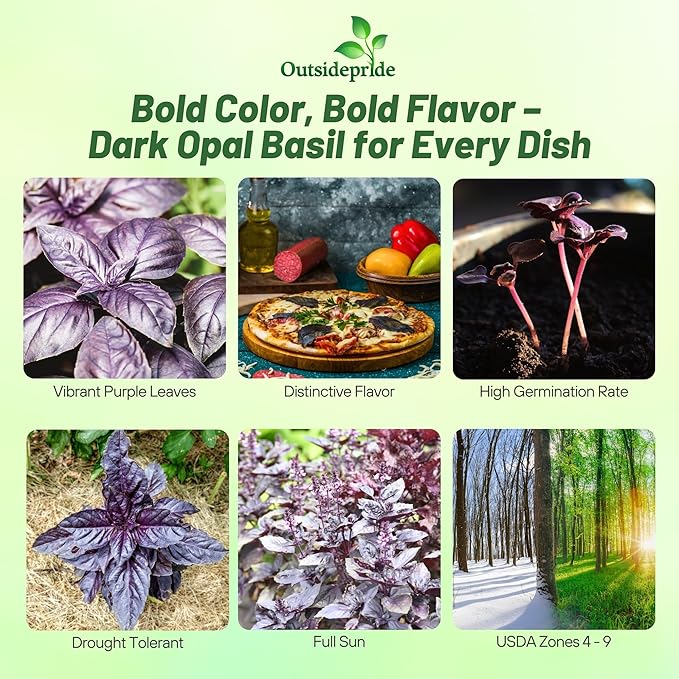 Outsidepride Dark Opal Basil Seeds – 2000 Pieces Annual Purple Basil Herb Seeds, Non-GMO, Ideal for Indoor & Outdoor Gardens, Aromatic Herb Borders for Fresh Flavor & Fragrant Foliage (AAS Winner)