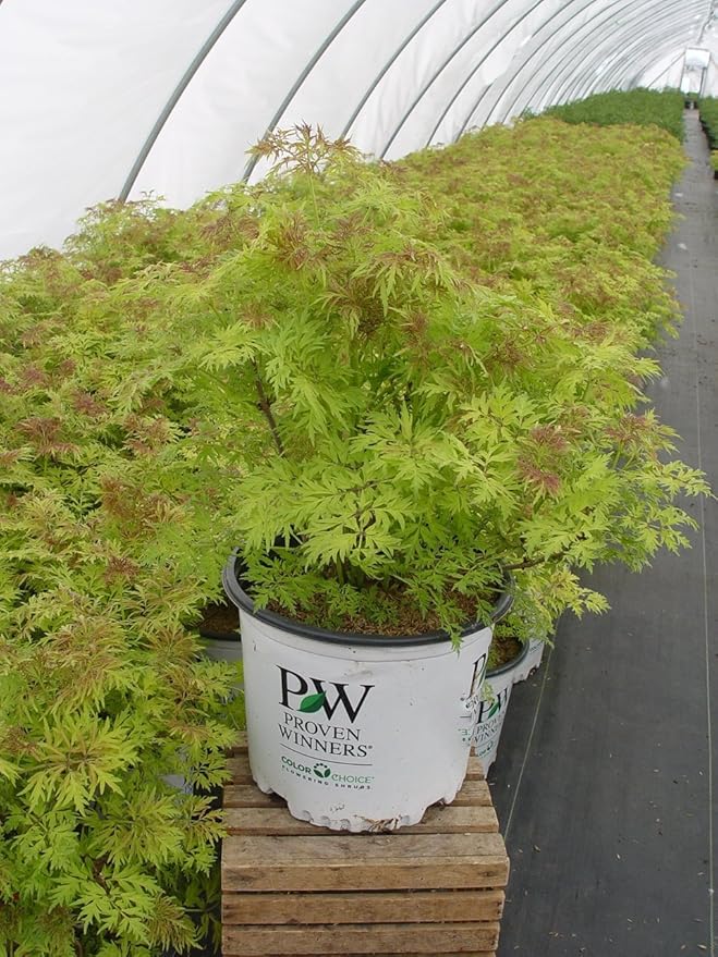 Proven Winners - Sambucus racemosa Lemony Lace (Elderberry) Shrub, , #3 - Size Container