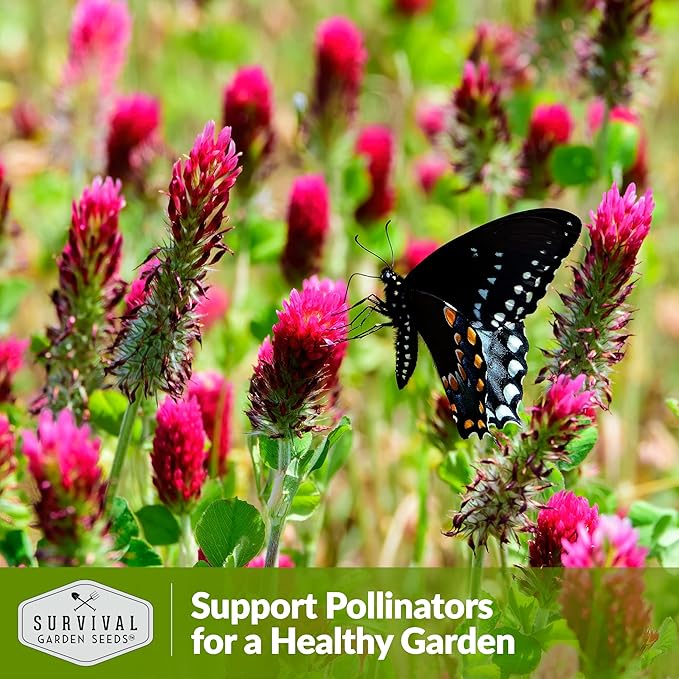 Crimson Clover Seed for Planting - 1 Packet with Instructions to Plant & Grow Flowers or Cover Crop in Your Home Vegetable Garden - Non-GMO Heirloom Variety - Survival Garden Seeds