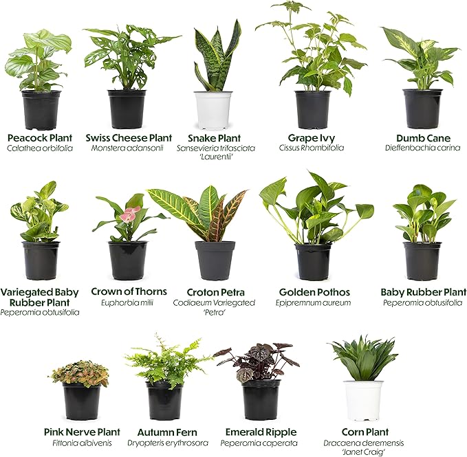 Altman Plants, Classic Houseplant Collection (4PK) Live Plants Indoor Plants Live Houseplants in Plant Pots, Easy House Plants Indoors Live, Snake Plant, Pothos in Potting Soil, Clean Air Plants