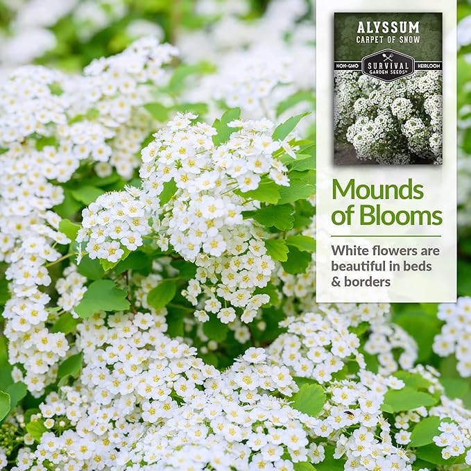 1 Pack Carpet of Snow Alyssum Seed for Planting with Instructions to Grow Lobularia Maritima in Your Home Flower or Vegetable Garden - Non-GMO Heirloom Lobularia Seeds - Survival Garden Seeds