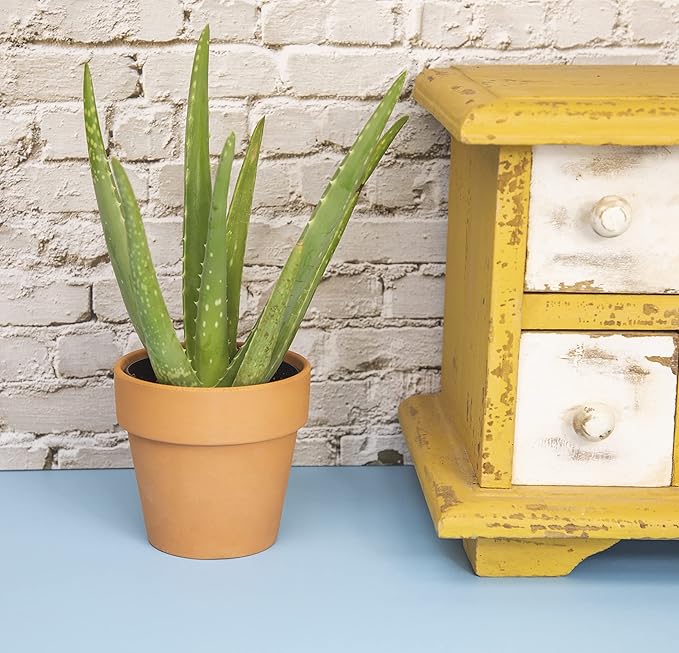 Aloe Vera Plant Live Succulent Plants, Live Aloe Plant in Clay Pot, Live Aloe Vera Plant Succulents, Aloe Plants Live Indoor Plants, Live Aloe Vera Plant Indoor House Plants by Plants for Pets