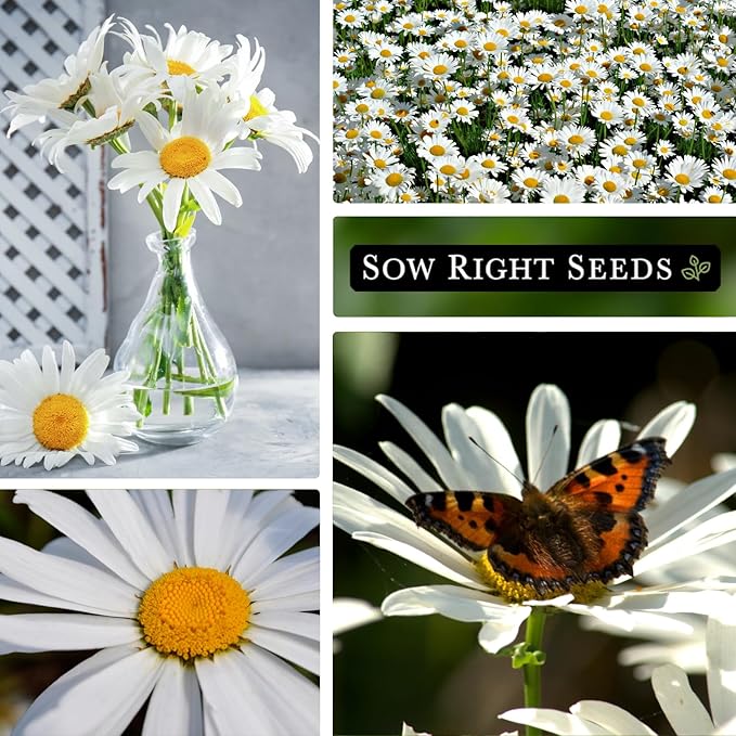Sow Right Seeds - Shasta Daisy Flower Seeds for Planting - Non-GMO Heirloom Packet with Instructions - Attract Butterflies and Excellent for Cutting - White Blossom with Yellow Centers (2)