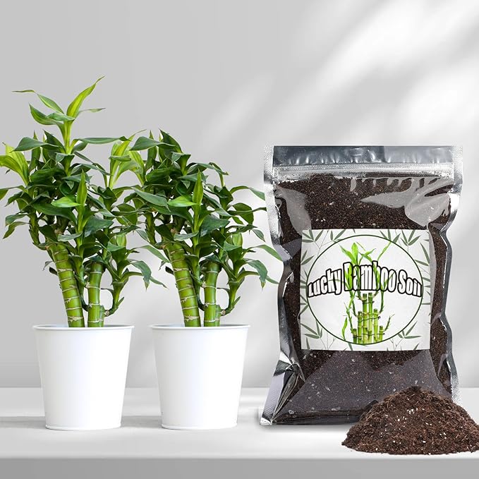Premium Lucky bamboo Soil Mix 4qt, Indoor Plants Potting Mix for All Potted Luncky bamboo, Promote Healthy Growth and Longevity