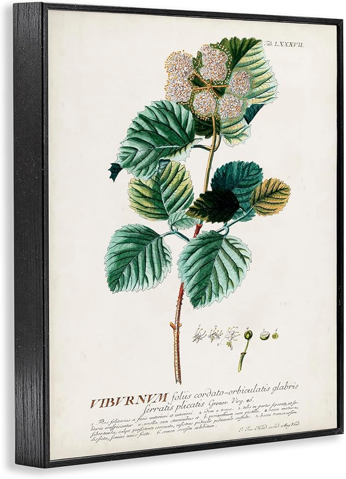 Stupell Industries Botanical Plant Illustration Seeds Vintage Design Black Framed Wall Art, Multi-Color 11 x 14
