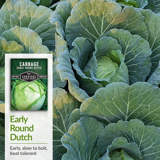 Survival Garden Seeds - Early Round Dutch Cabbage Seed for Planting - 2 Packs with Instructions to Plant and Grow Green Cabbages in Your Home Vegetable Garden - Non-GMO Heirloom Variety