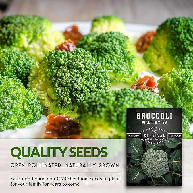 Waltham 29 Broccoli Seed for Planting - Packet with Instructions to Plant & Grow Cool Weather Broccoli in Your Home Vegetable Garden - Non-GMO Heirloom Variety - Survival Garden Seeds - 2 Pack