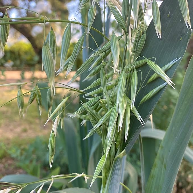 All Good Things Organic Common Oat Seeds - Pack of 275, Heirloom Seeds for Planting Grains, Vegetables - Gardening Supplies, Vegetable Garden - Non-GMO, Open Pollinated, from USA