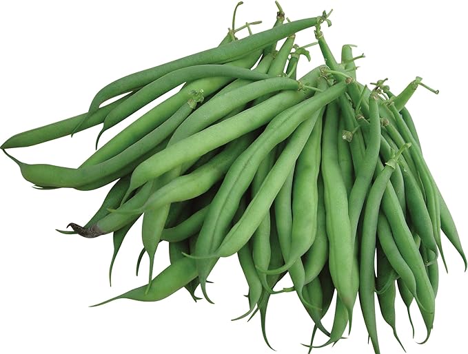 Burpee Stringless Green Pod Bush Bean Seeds 4 ounces of seed