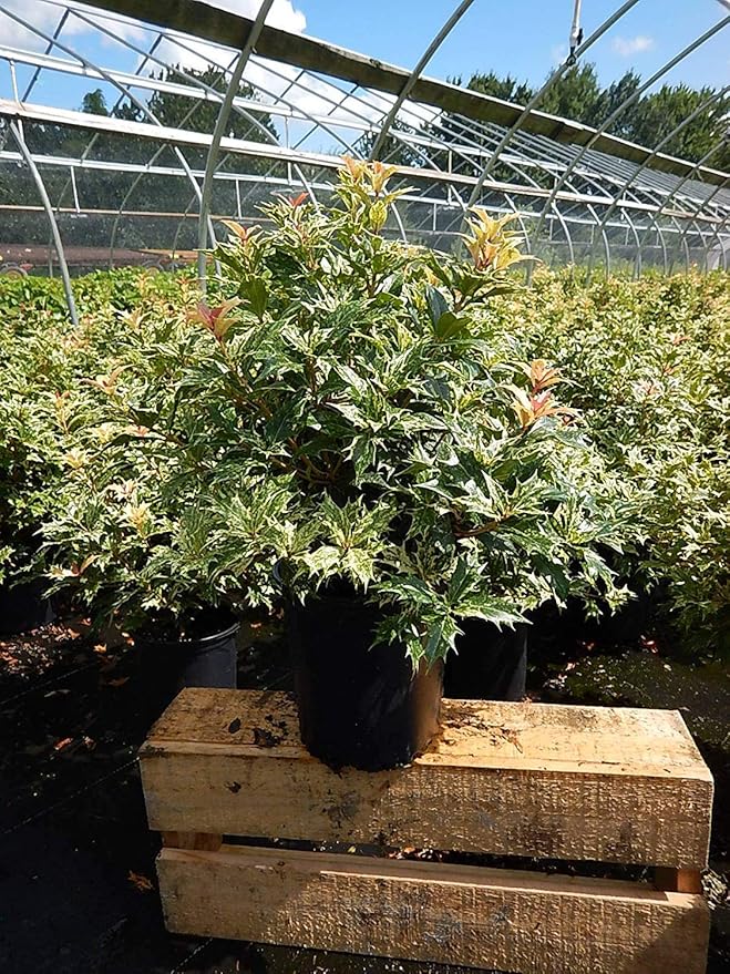 Osmanthus heterophyllus 'Goshiki' (False Holly) Evergreen, #1 - Size Container