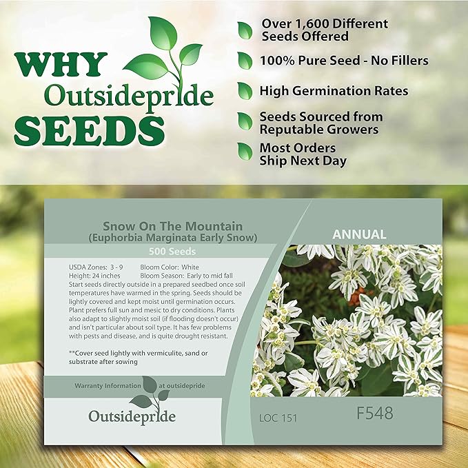Outsidepride 1000 Seeds Perennial Euphorbia Snow On The Mountain Flower Seeds for Planting