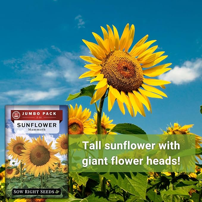 Sow Right Seeds - Mammoth Sunflower Seeds to Plant - 740 Seeds 2 Ounces - Grow Giant Sunflowers - Non-GMO Heirloom Bulk Jumbo Pack for Planting an Outdoor Garden - Abundant Harvest for Pollinators