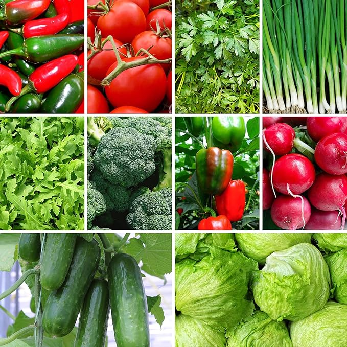 4000+ Salad Vegetable Seeds, 10 Varieties of Salad Veggies Seeds for Planting, Heirloom Seeds Gift Pack, Garden Seeds Kit for Indoor Outdoor Growing, Home Fresh Food Supply, Non-GMO