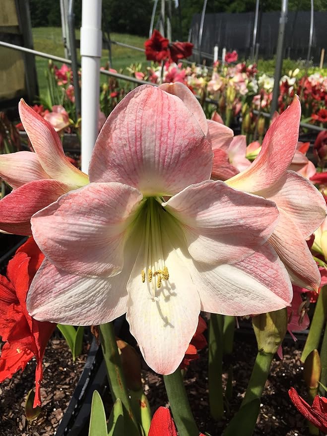 Amaryllis Apple Blossom Huge Bulb 28-36cm! Great Holiday Gift! Easy Grow Bulbs!