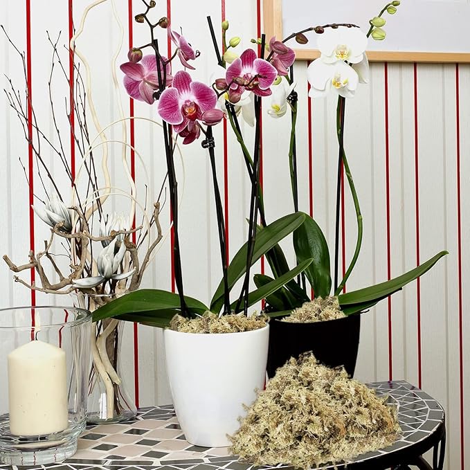 ZeeDix 170g Sphagnum Moss for Plants, 8QT Natural Long Fibered Sphagnum Peat Orchid Moss Bulk for Carnivorous,Orchids,Sarracenia,Succulent,Venus Fly Traps and Reptiles