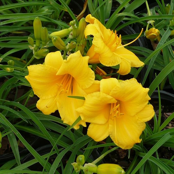 1 Gallon Southern Living Plant Collection Evergreen Stella Daylily